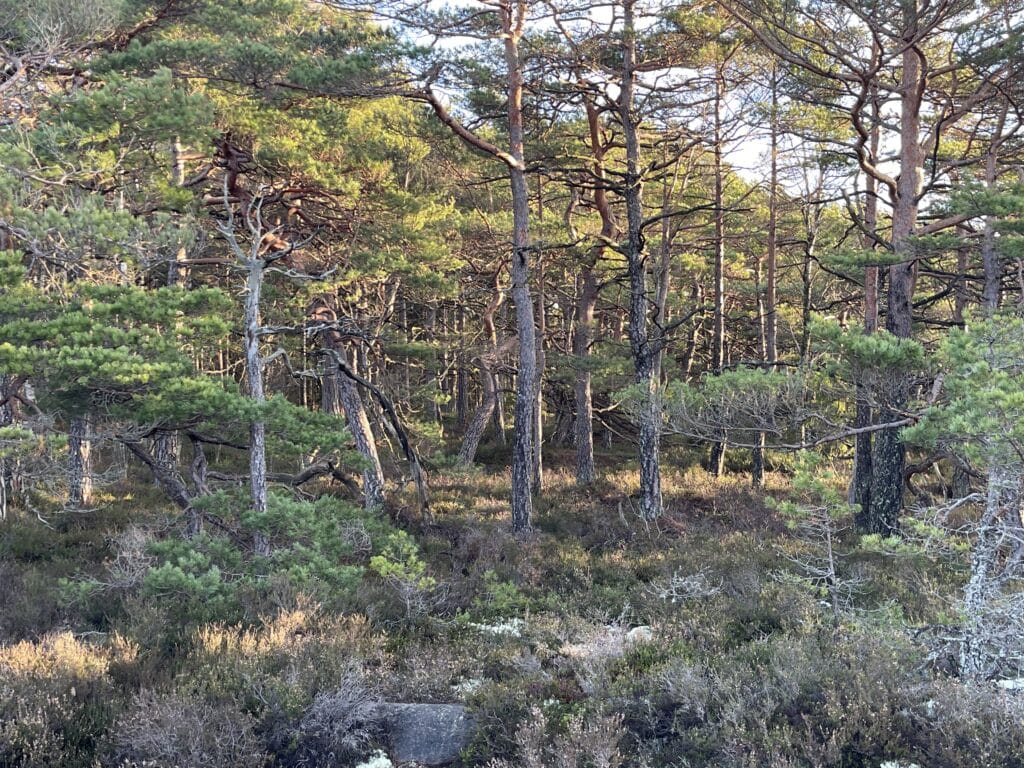 Vi skal prøve «skogsbad» i norske skoger. Litt kalt i februar kanskje, men en fin naturopplavelse blir det, og vi har med liggeunderlag😂